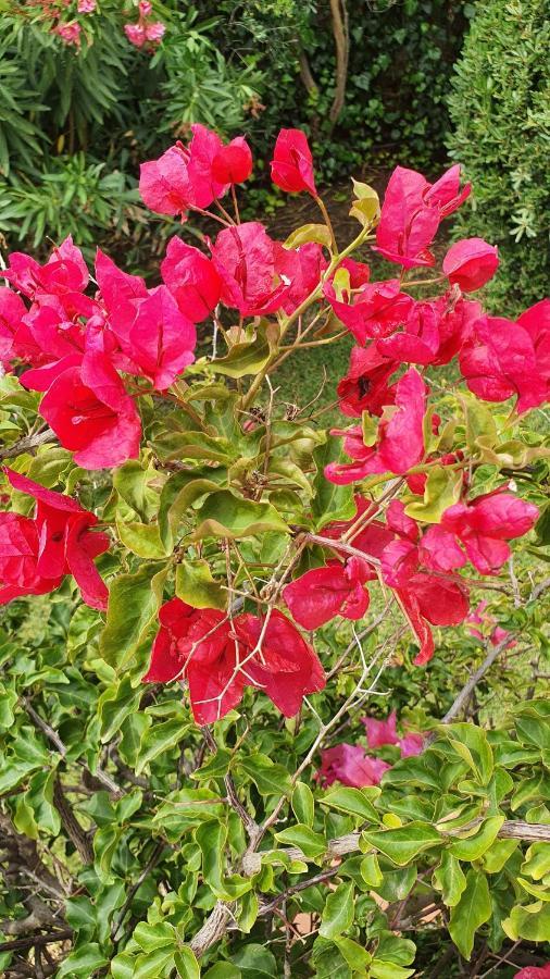 4 Stagioni Bed and Breakfast Villasimius Εξωτερικό φωτογραφία